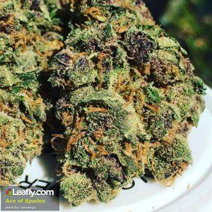 Marijuana Strain - Ace of Spades - Los Angeles (CA)