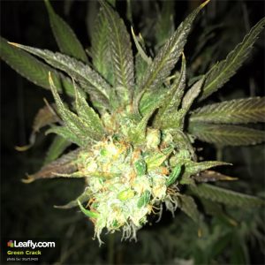 Popular Weed Strain in Fresno (CA)