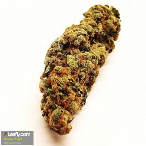 Medical Cannabis Strain in Fresno (CA)