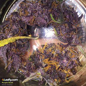 Purple Kush - Los Angeles, California