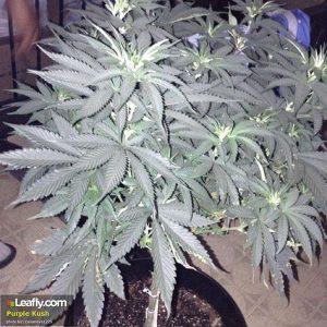 Medical Cannabis - Purple Kush in Los Angeles, CA