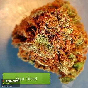 Weed Strain - Sour Diesel - Oakland (CA)
