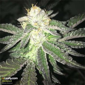 Candyland (Sativa) - 1