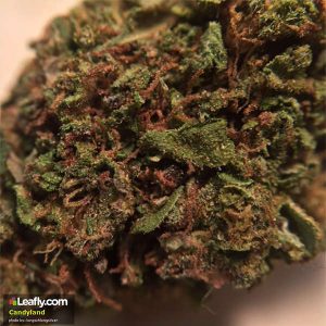 Candyland (Sativa) - 2