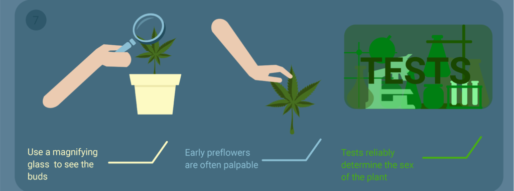 checking cannabis plantation