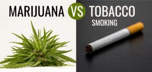 Marijuana-VS-tabacco-300x142.jpeg