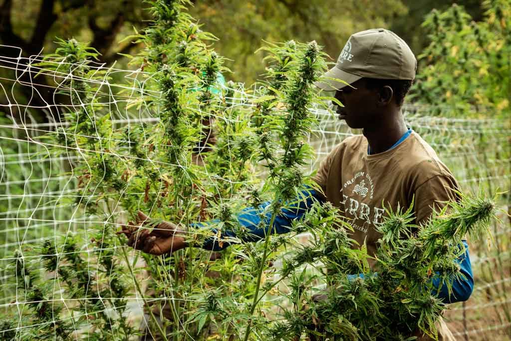 harvesting marijuana