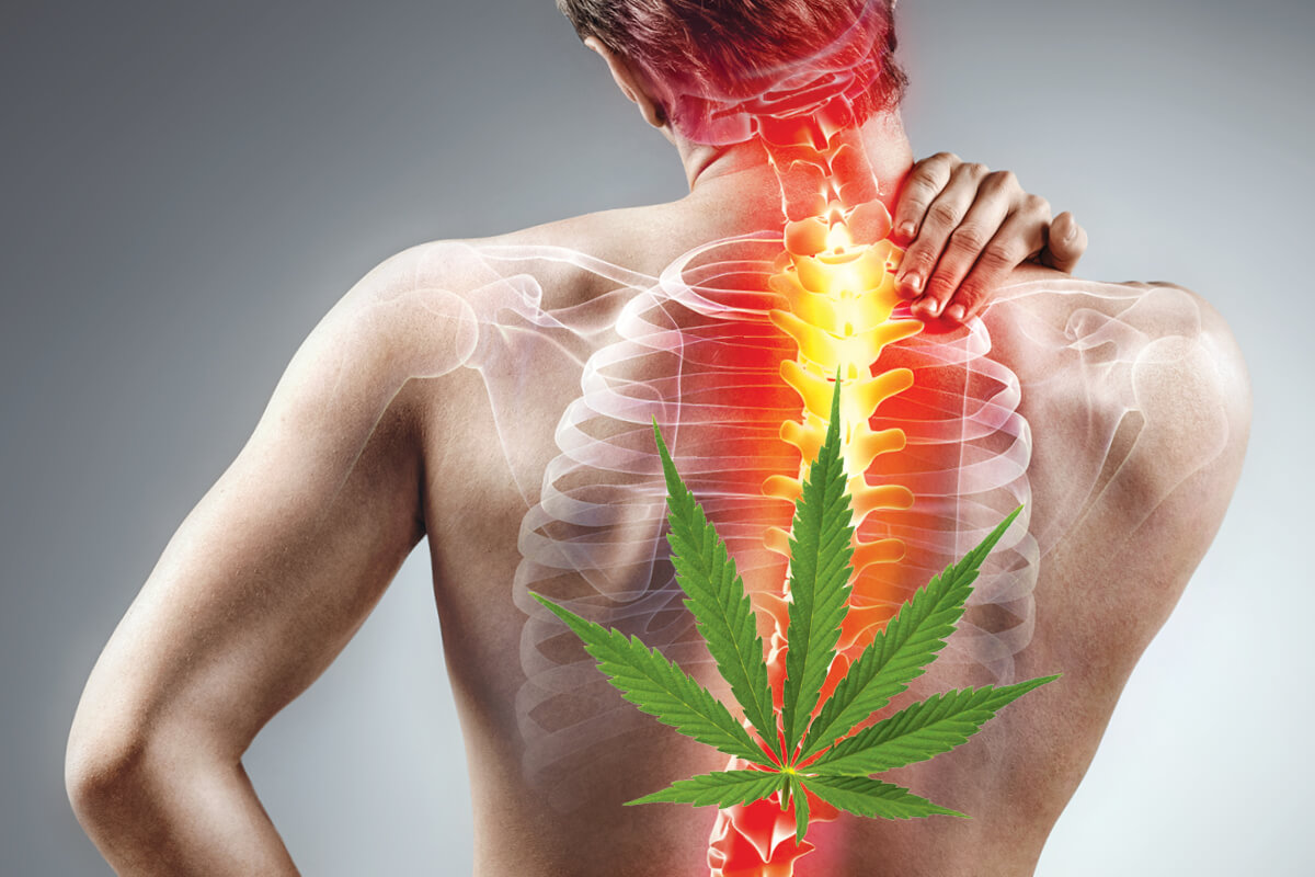 марихуана и лечение суставов