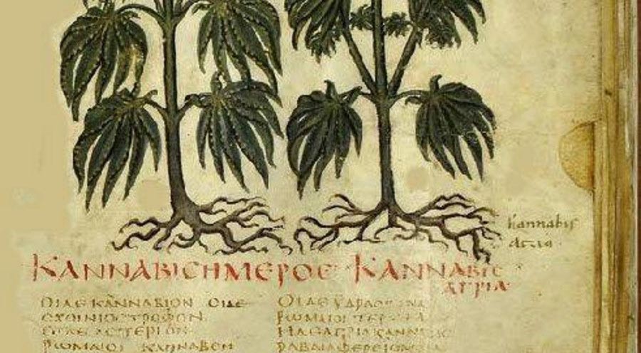 Cannabis in Medieval history