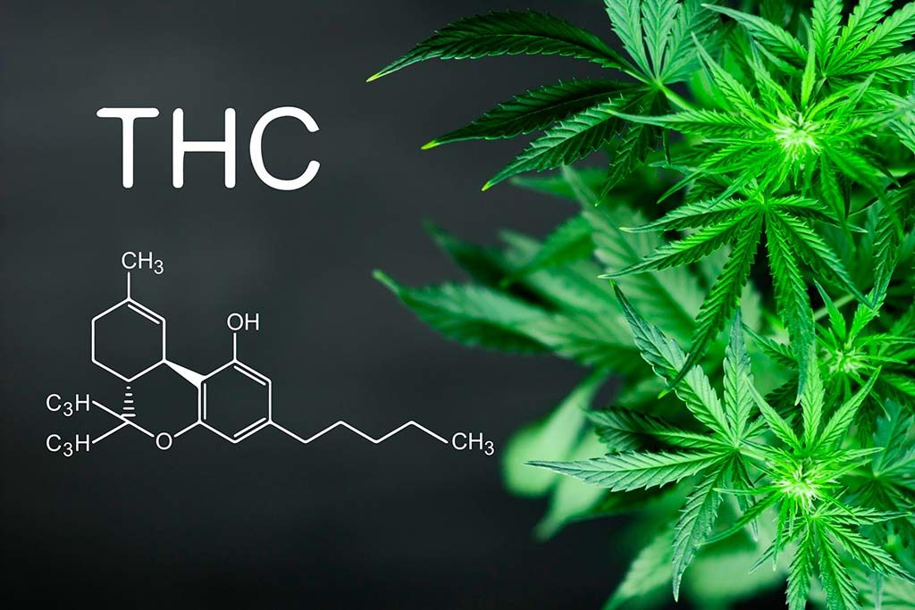 Negative effects of THC — how dangerous is marijuana for health?