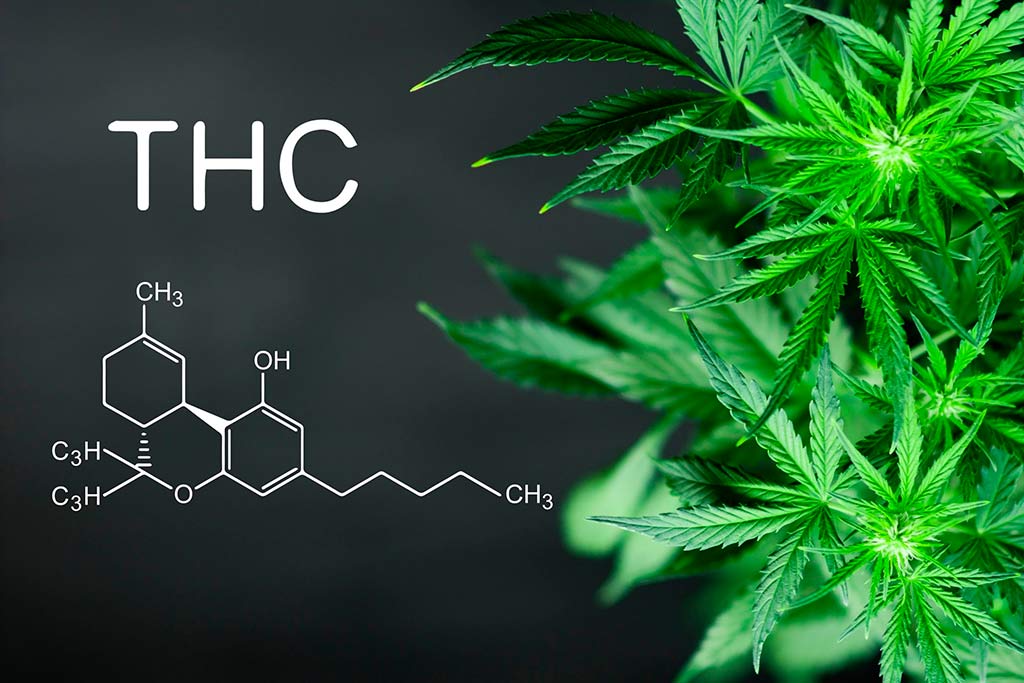 Negative Effects Of THC — How Dangerous Is Marijuana For Health?