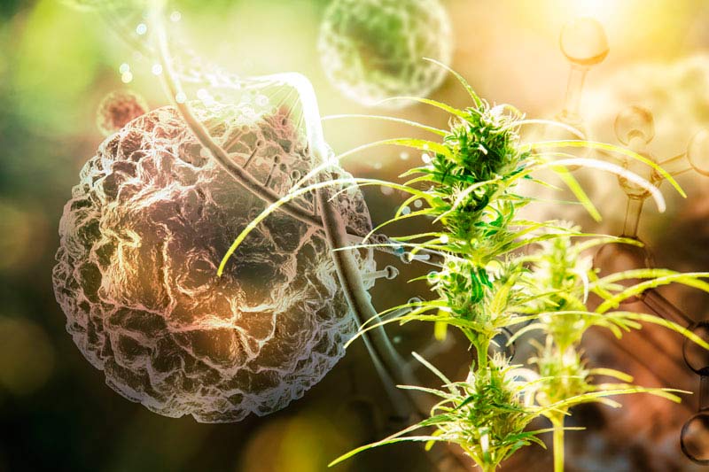 cannabis genetics in the future