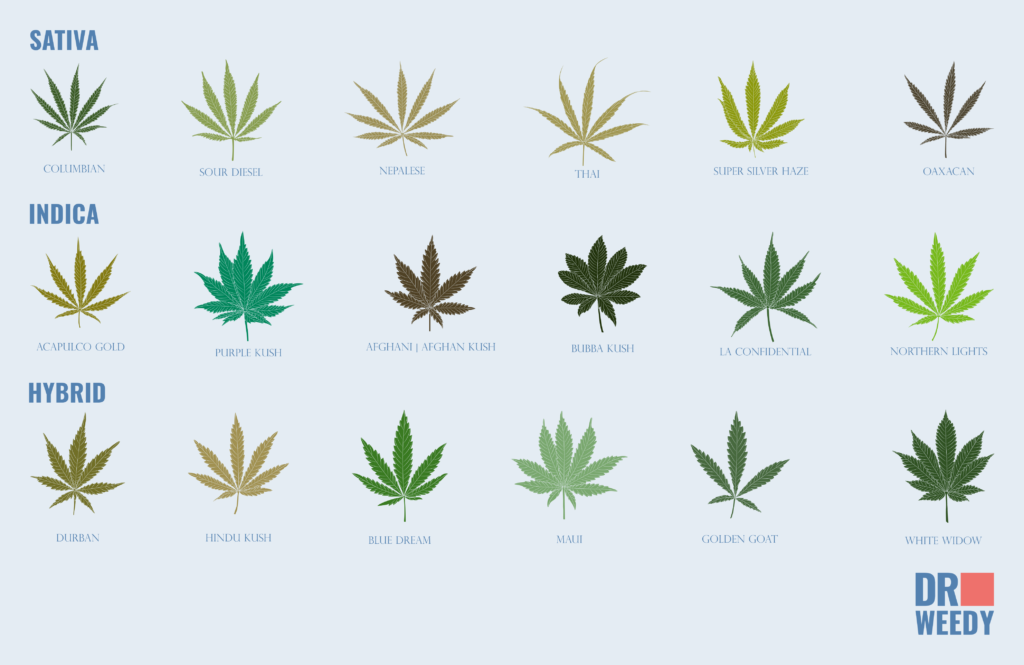 Hybrid Weed: Varieties of Strains and Effects