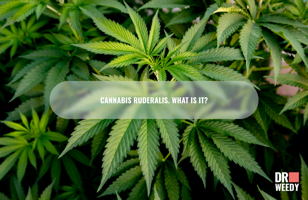 Cannabis Ruderalis. What is it?