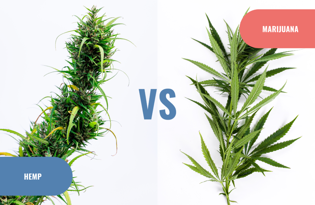 Marijuana vs. Hemp