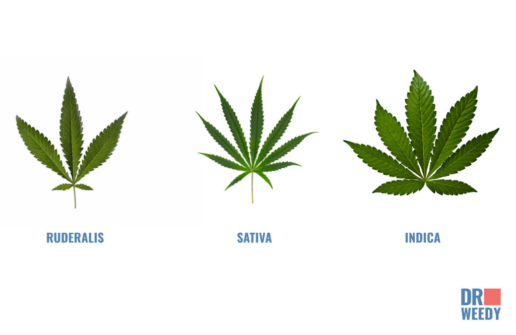 The difference between ruderalis and indica and sativa