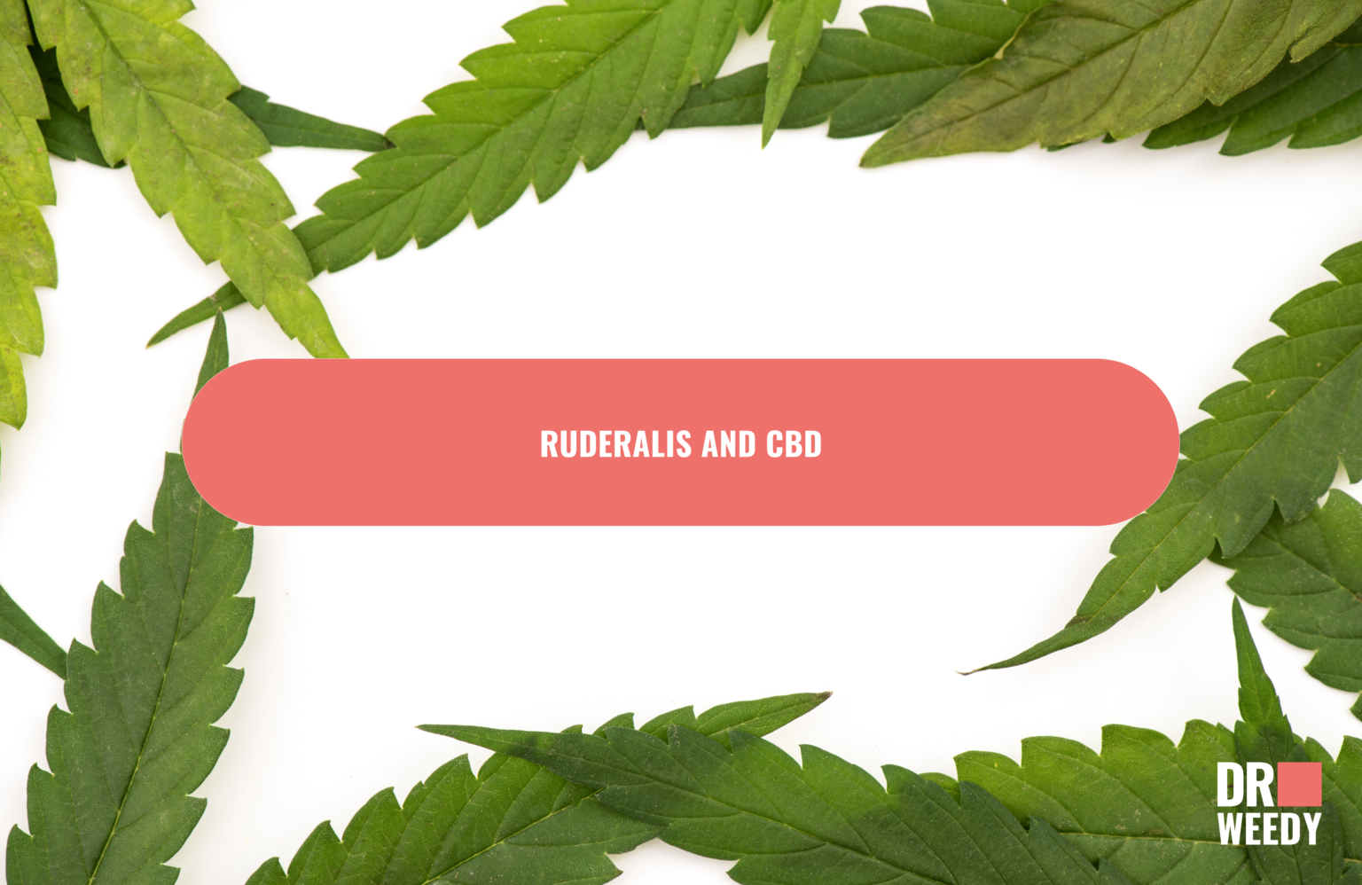 cannabis-ruderalis-what-is-the-peculiarity-and-value-of-the-variety