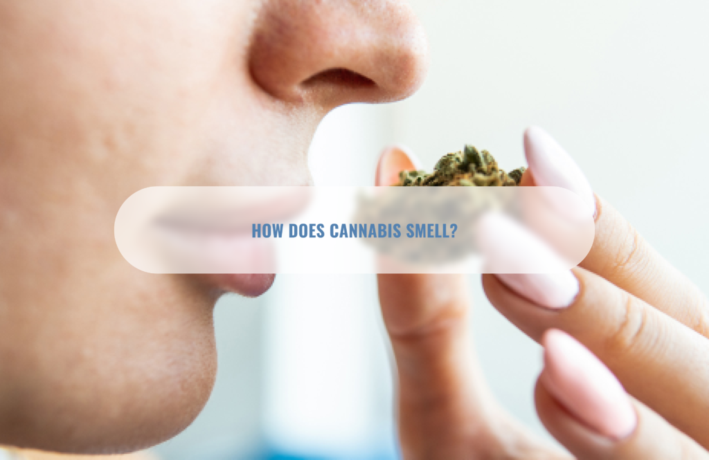 How does cannabis smell?