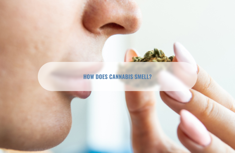 Why Does Weed Smell So Strong Why Does Weed Smell So Strong - chemistry and composition of marijuana