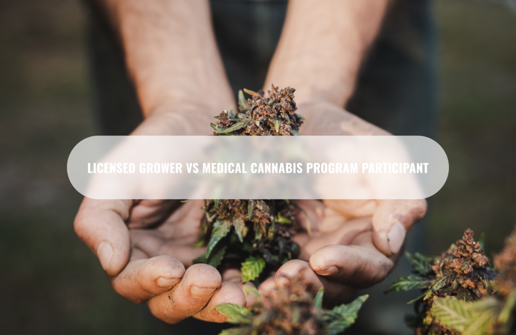 Licensed grower VS medical cannabis program participant