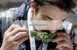 Why does marijuana smell so strong?