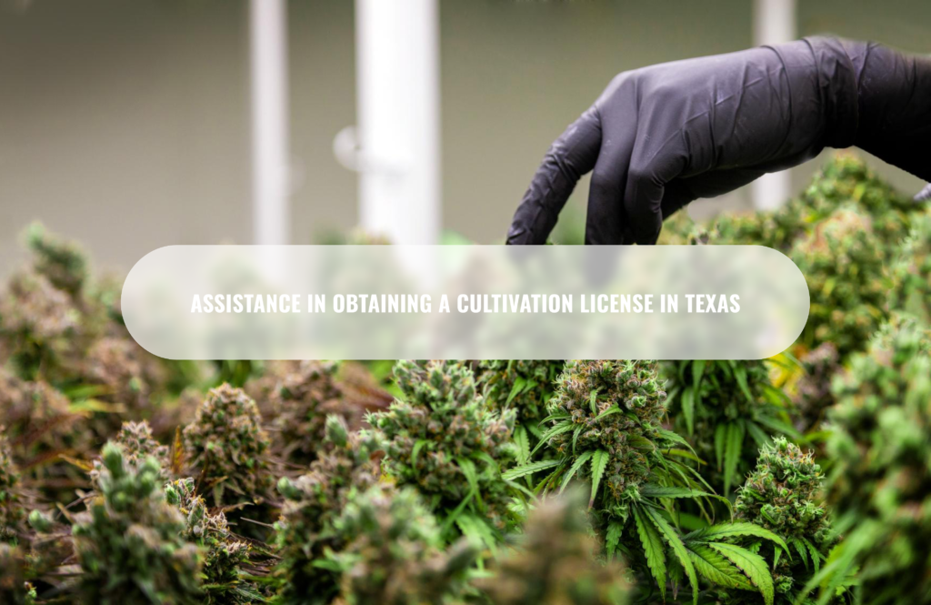 Assistance in obtaining a cultivation license in Texas