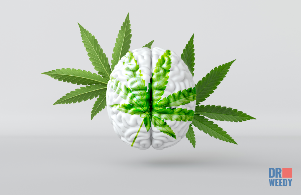 Smoking Weed During a Concussion: An In-Depth Review of Advantages and ...