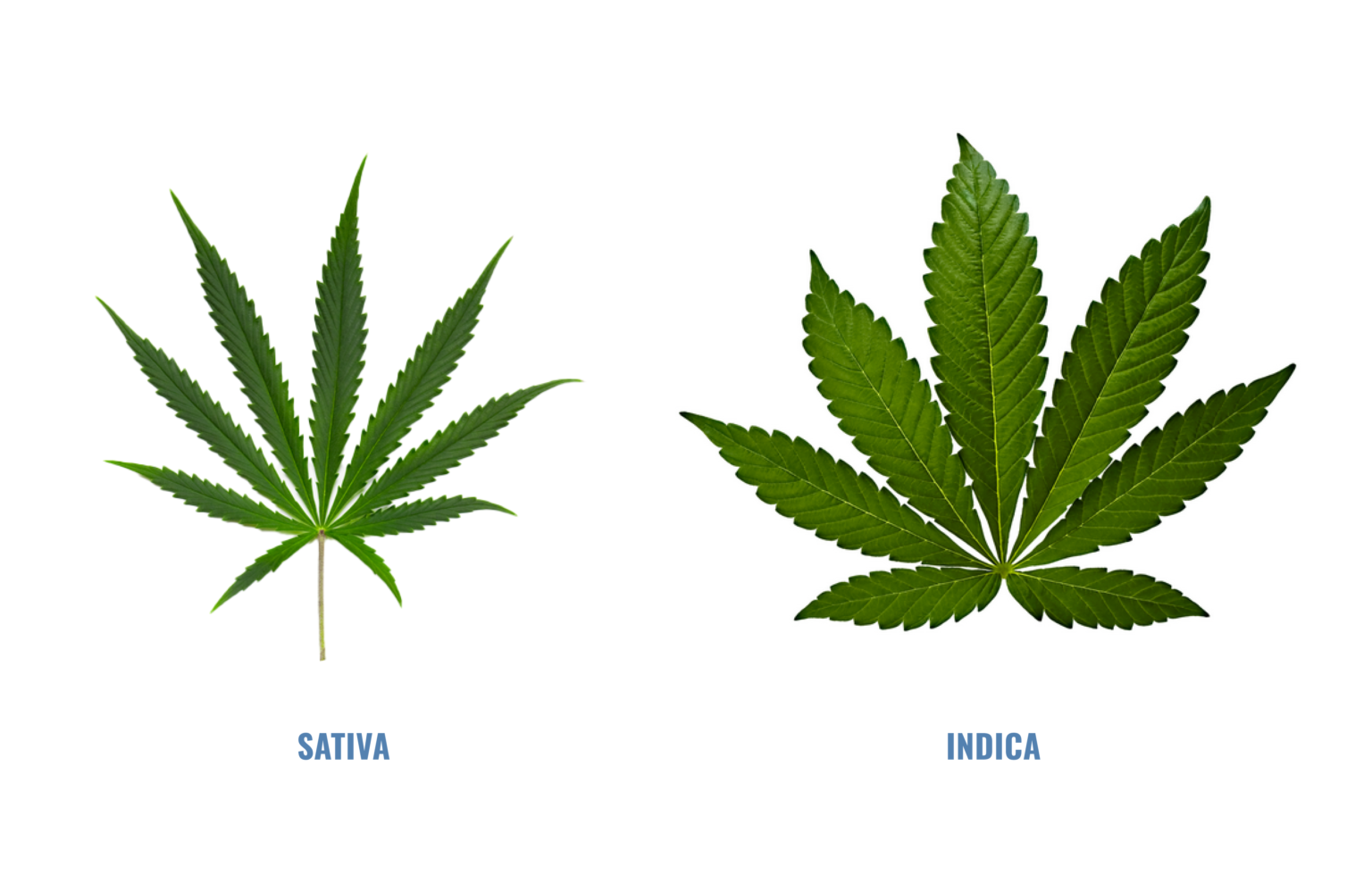 Why Does Weed Smell So Strong Why Does Weed Smell So Strong - chemistry and composition of marijuana