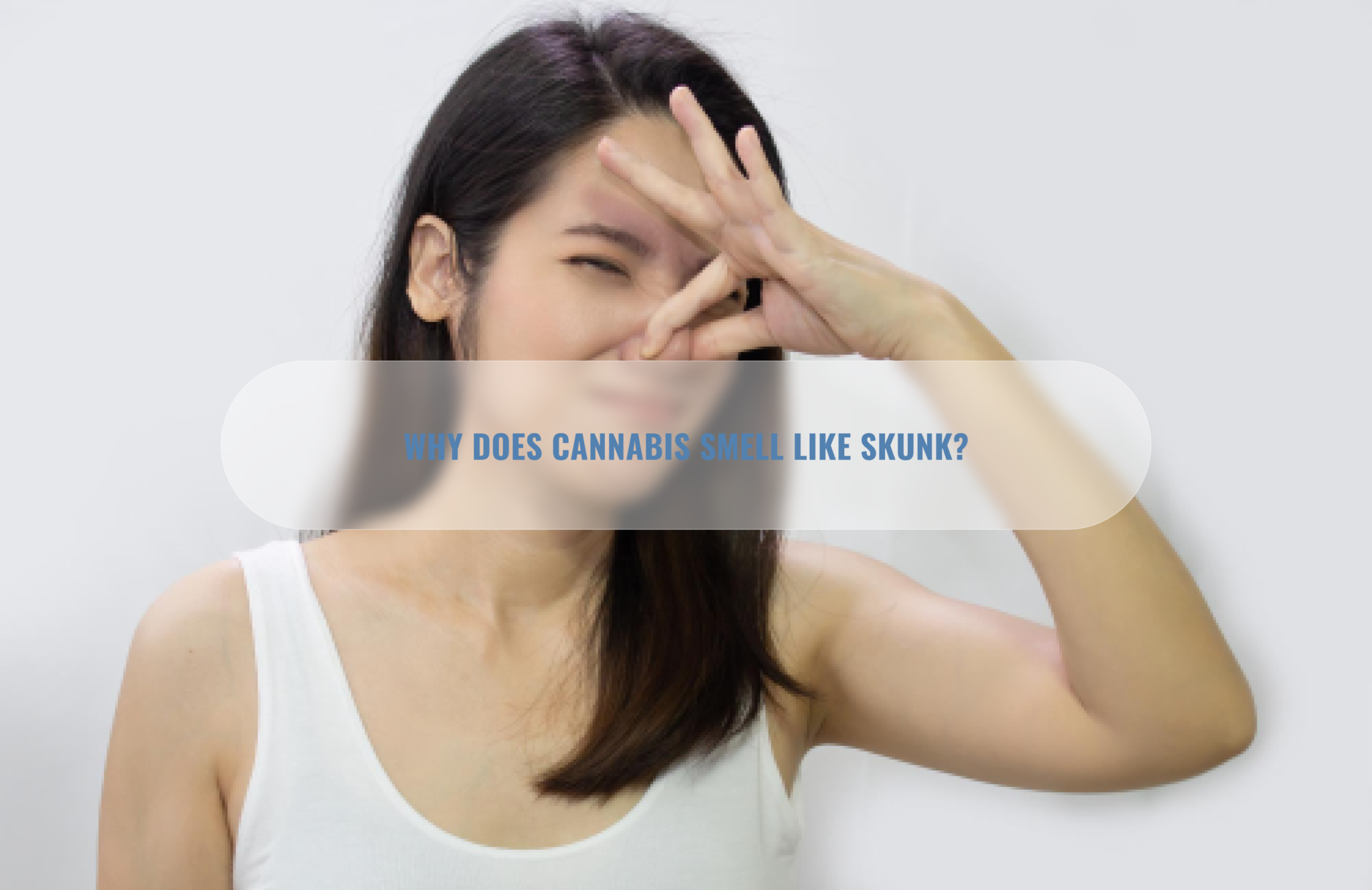 Why Does Weed Smell So Strong Why Does Weed Smell So Strong - chemistry and composition of marijuana