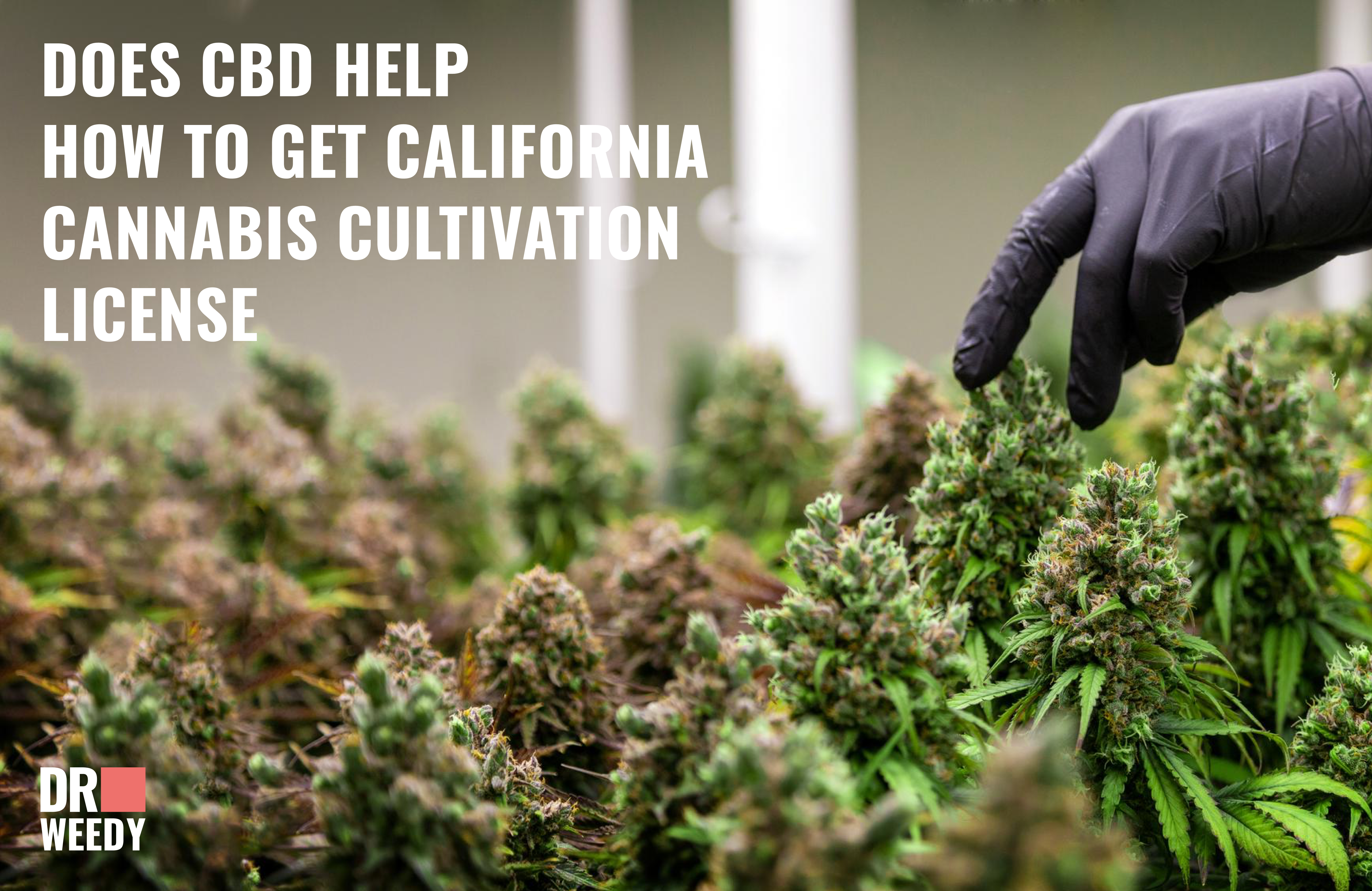 How to Get California Cannabis Cultivation License