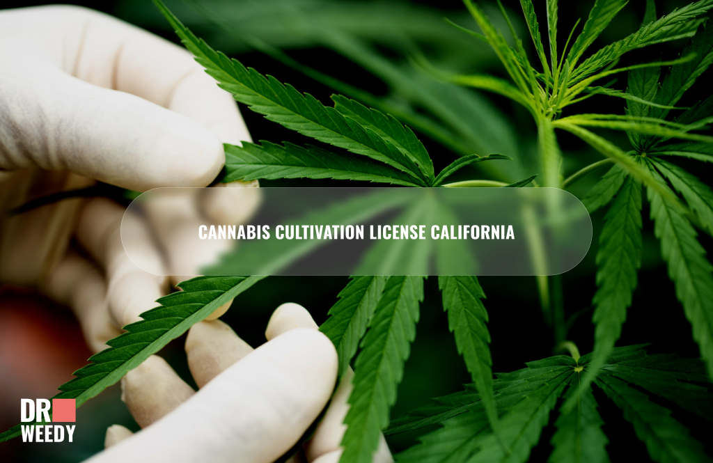 Cannabis Cultivation License California