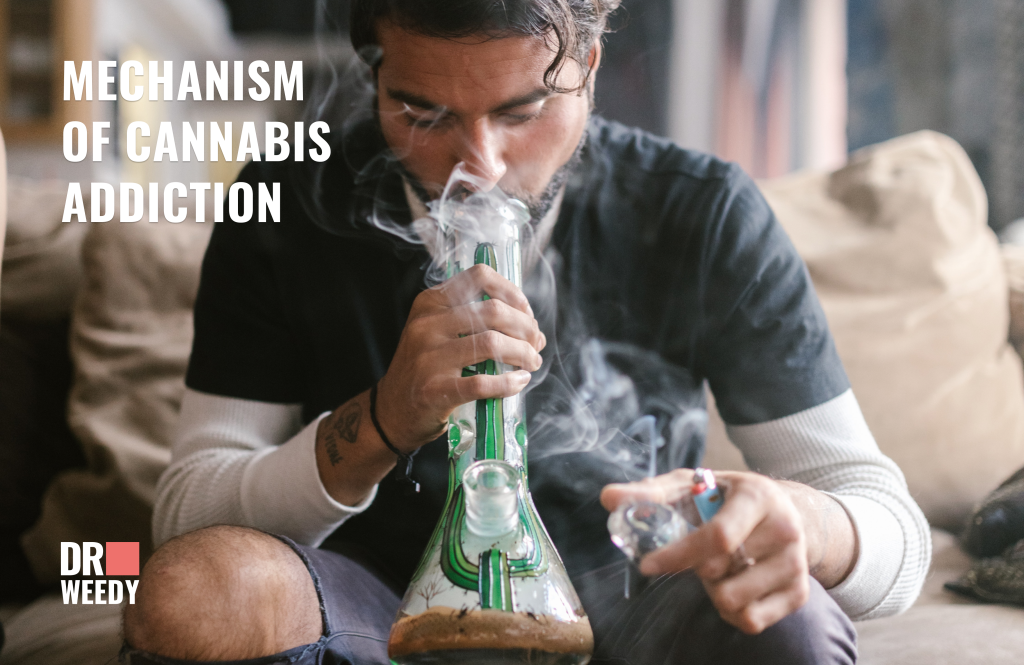 Mechanism of Cannabis Addiction