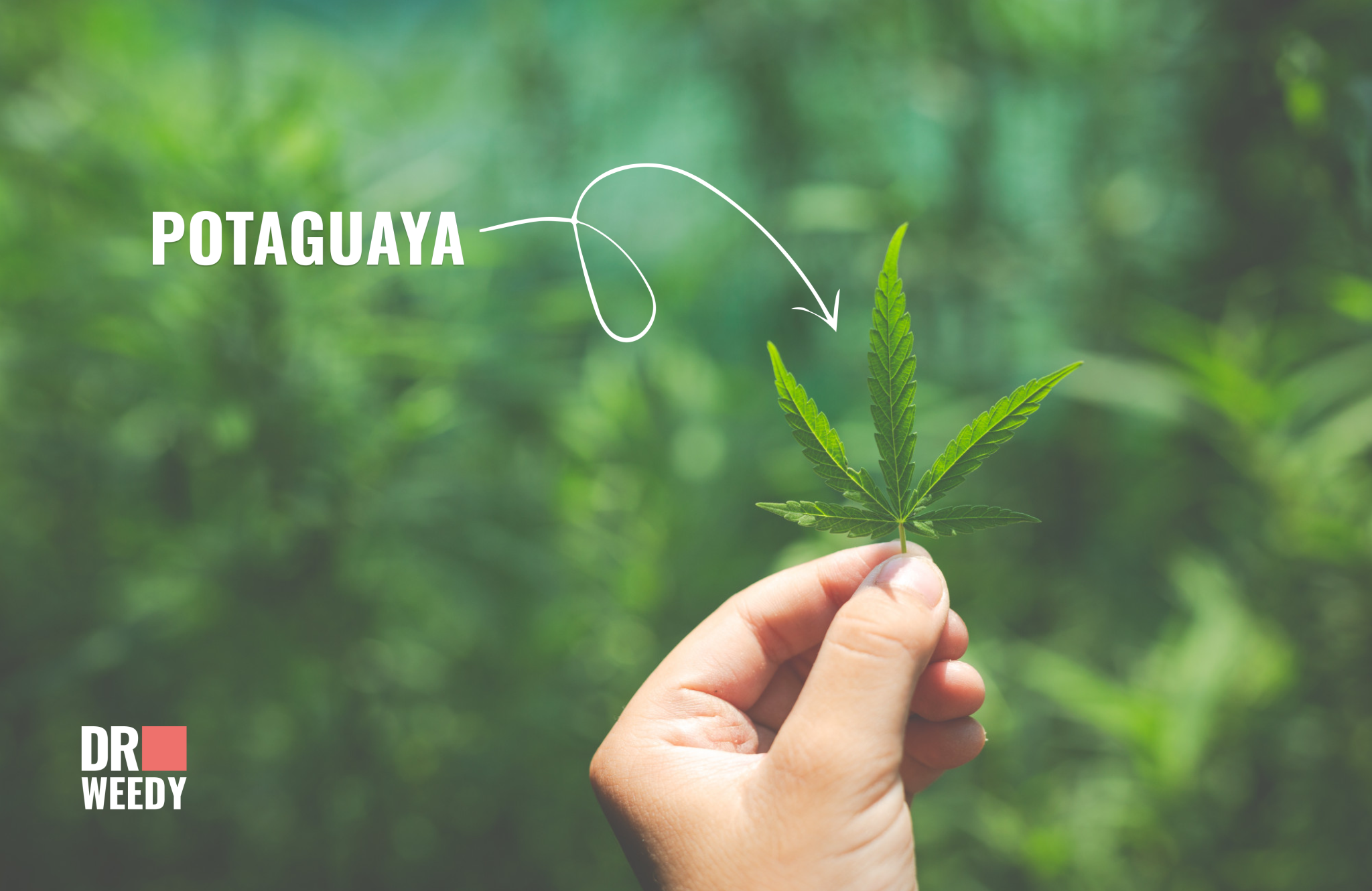 Why is Marijuana Called Pot the history of the slang word