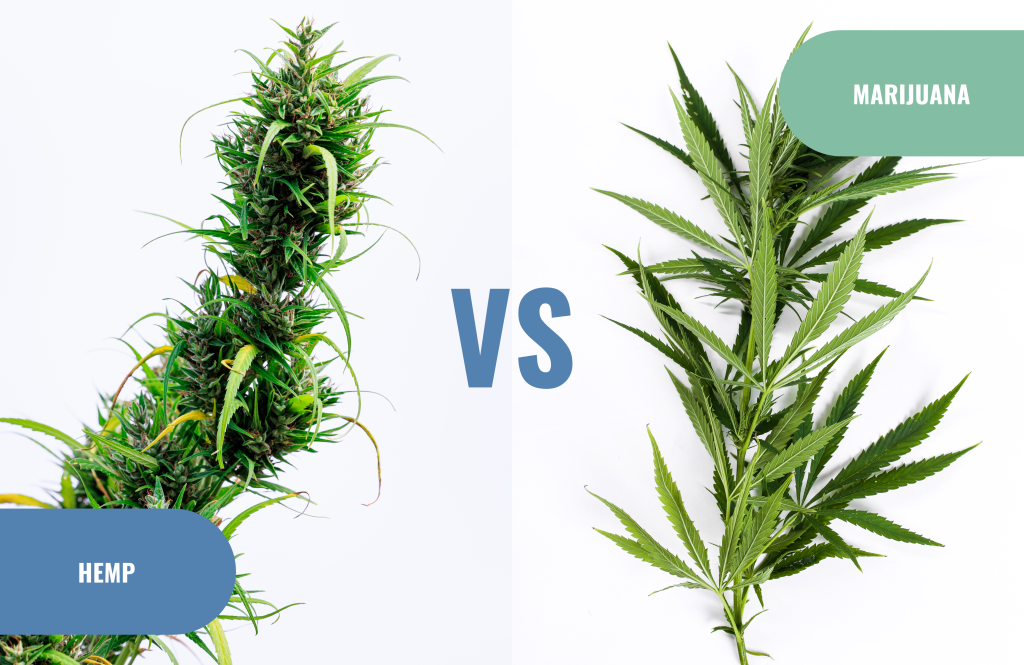 Difference between Hemp and Marijuana