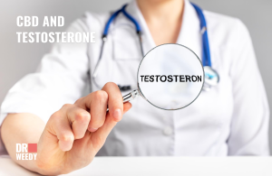 CBD and Testosterone