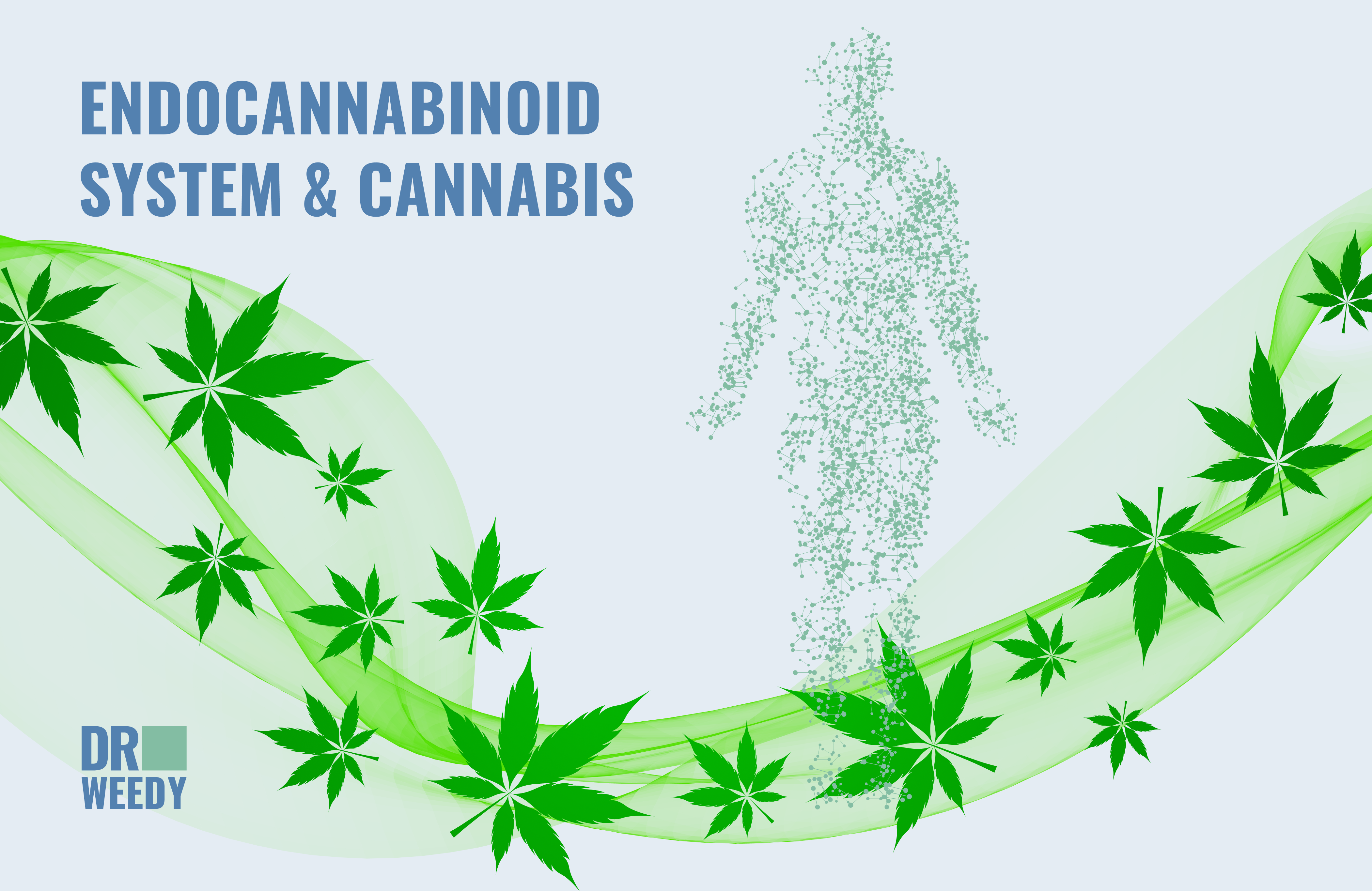 Endocannabinoid System & Cannabis