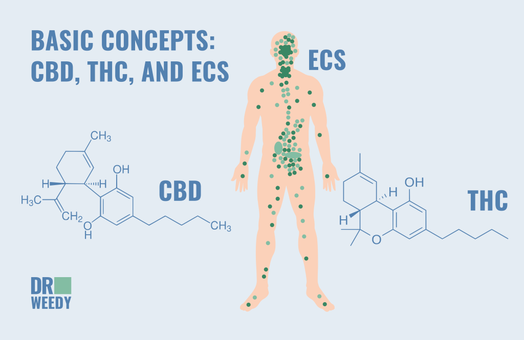 Basic concepts: CBD, THC, and ECS