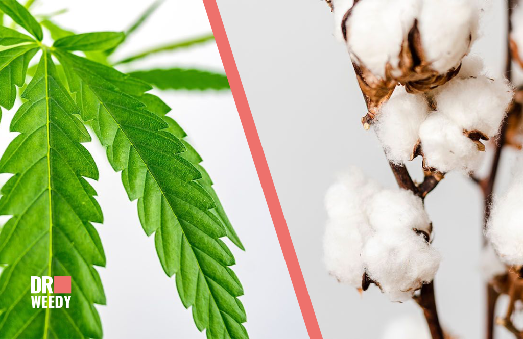 Cannabis versus cotton
