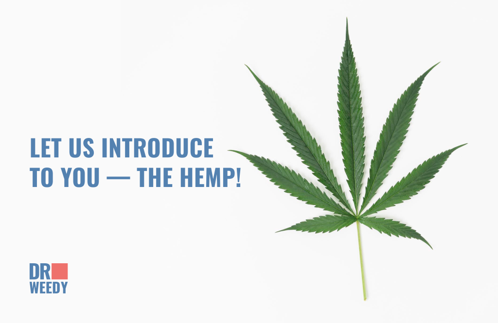 Let us introduce to you — The Hemp!