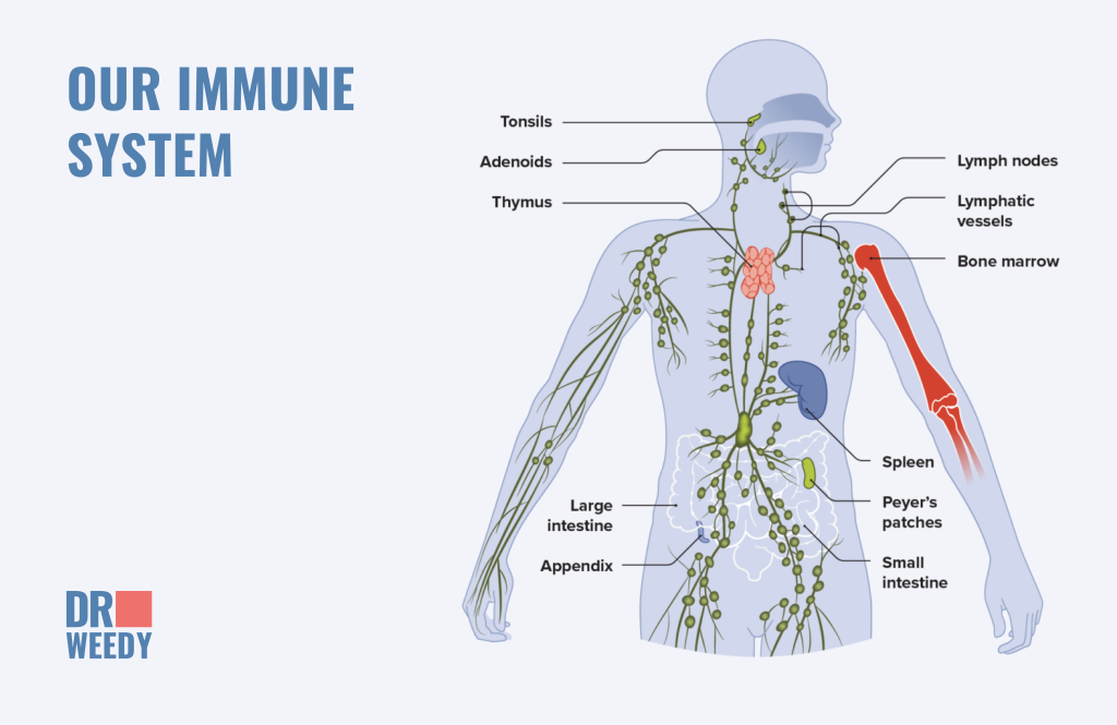 Our immune system
