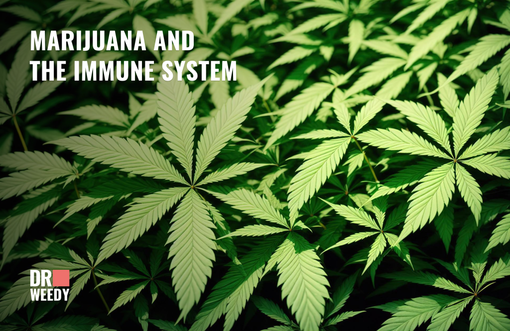 Marijuana And The Immune System