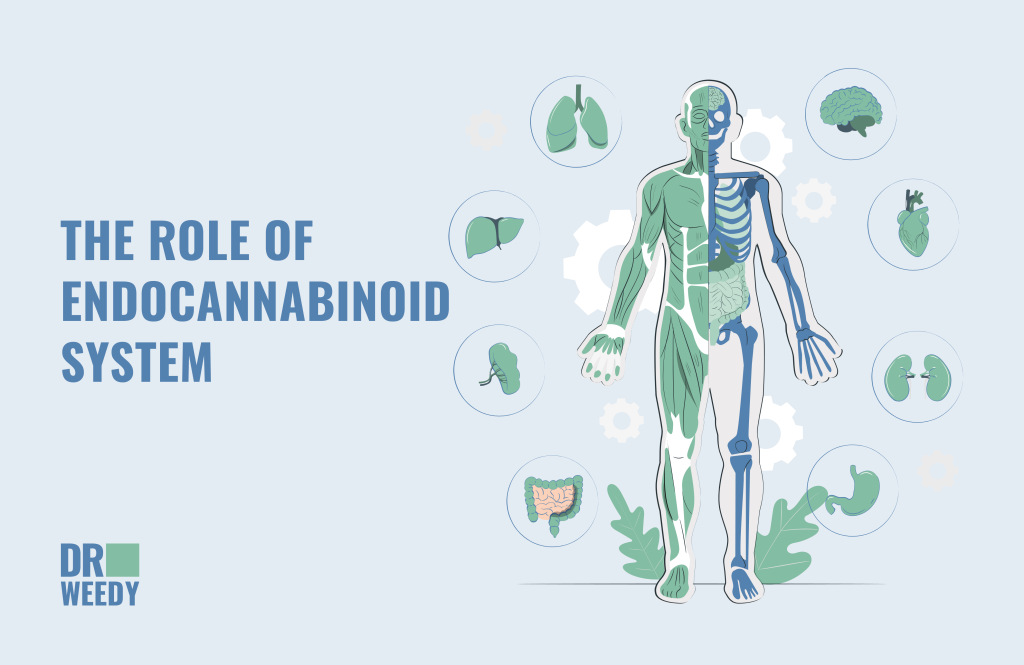 The Role Of Endocannabinoid System