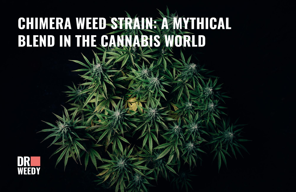 Chimera Weed Strain A Mythical Blend in the Cannabis World