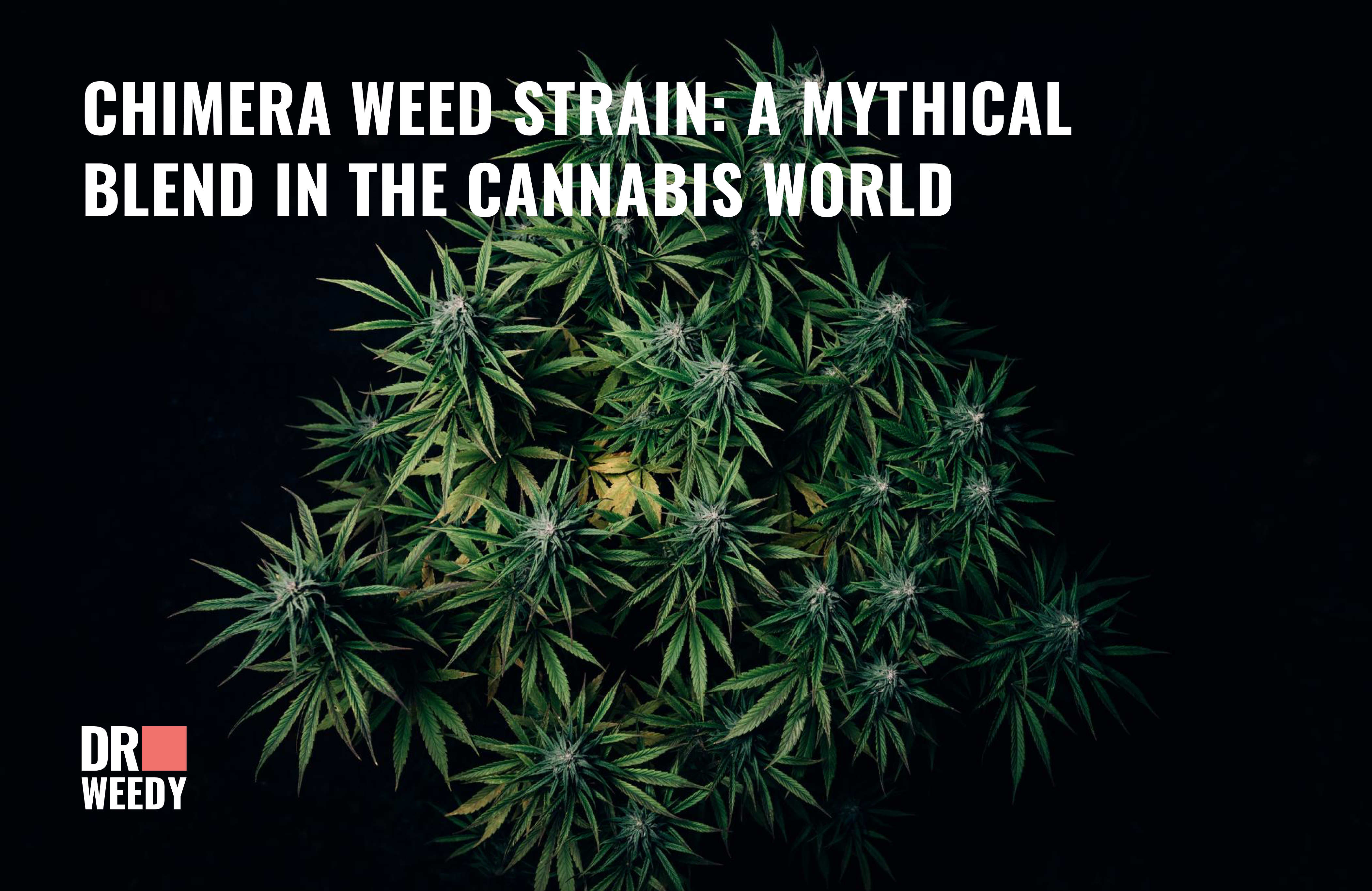 Chimera Weed Strain: A Mythical Blend in the Cannabis World