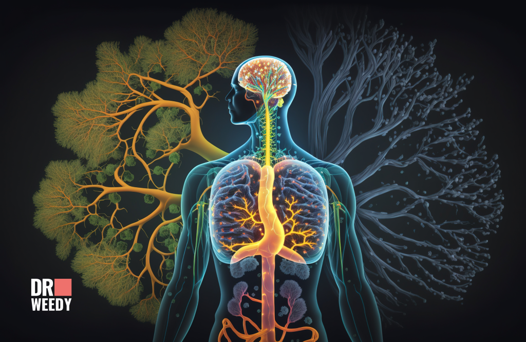 How THC Works in Our Bodies