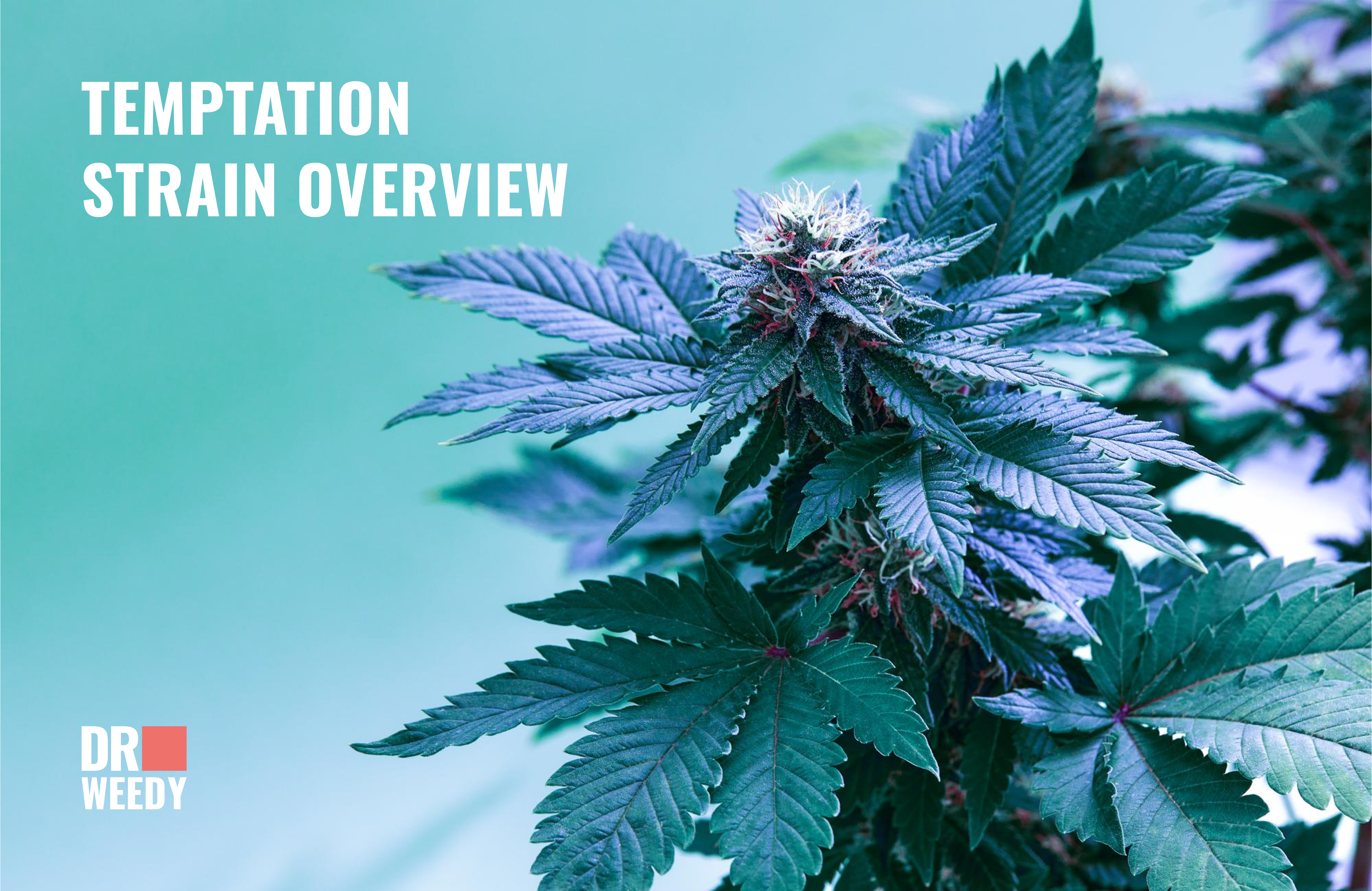 Temptation F2 Strain Review: Diving into the Depths of Seductive Aromas and Flavors