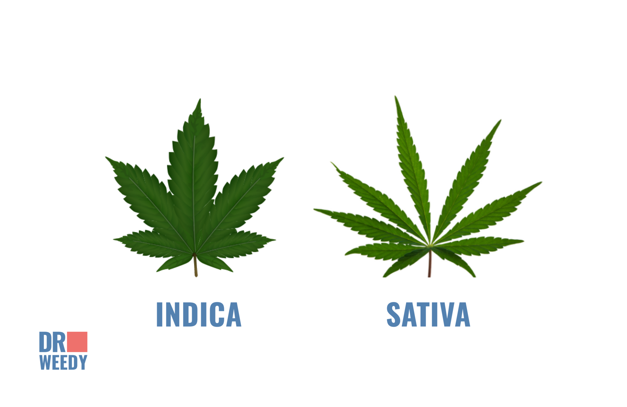 Indica or Sativa for High Blood Pressure: A Comprehensive Guide