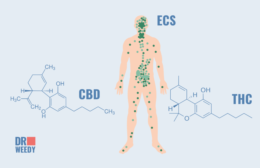 Interactions between Cannabis and Blood Pressure