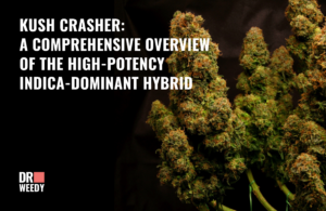 Kush Crasher: A Comprehensive Overview of the High-Potency Indica-Dominant Hybrid