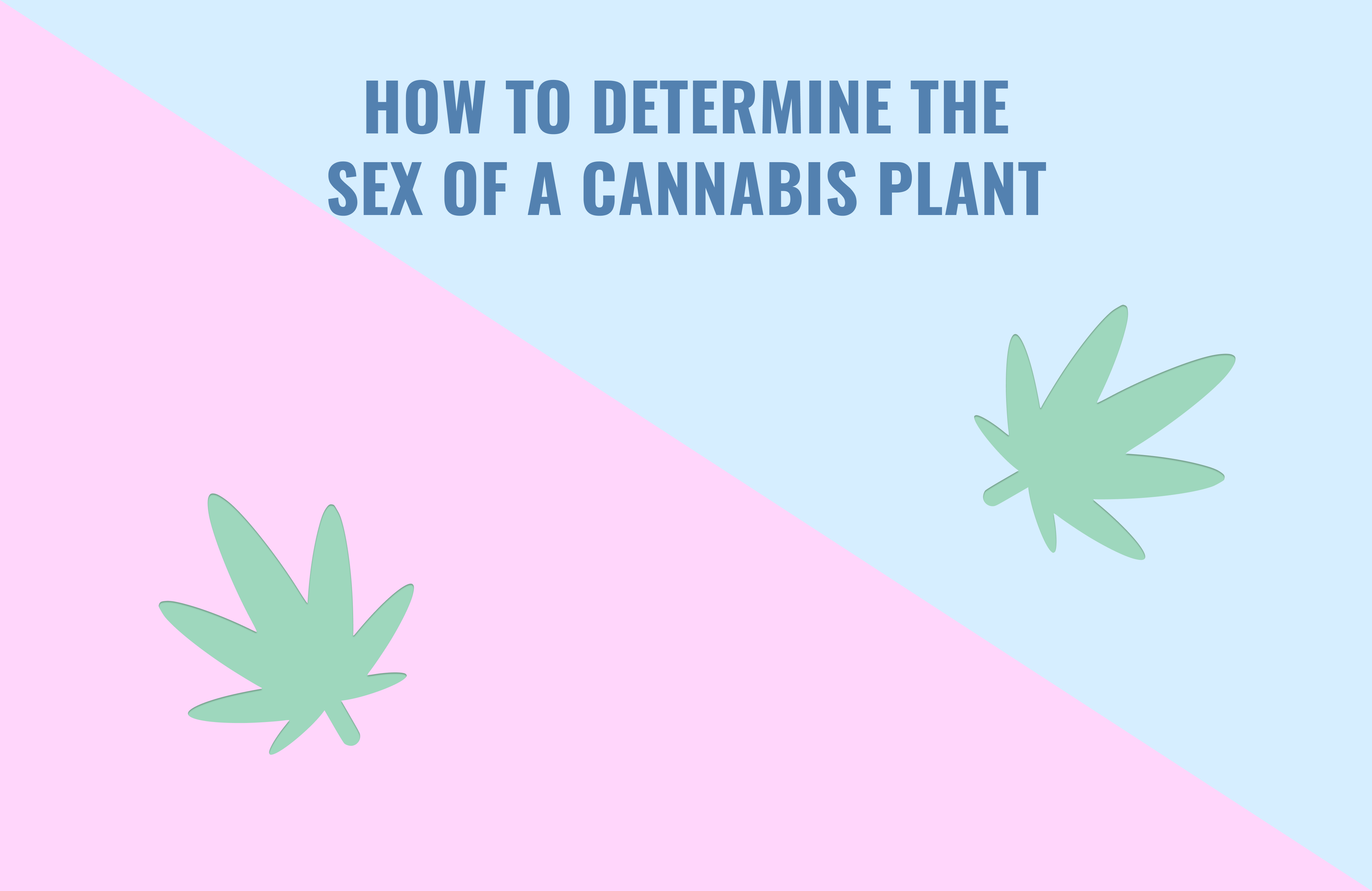 How To Determine The Sex Of A Cannabis Plant